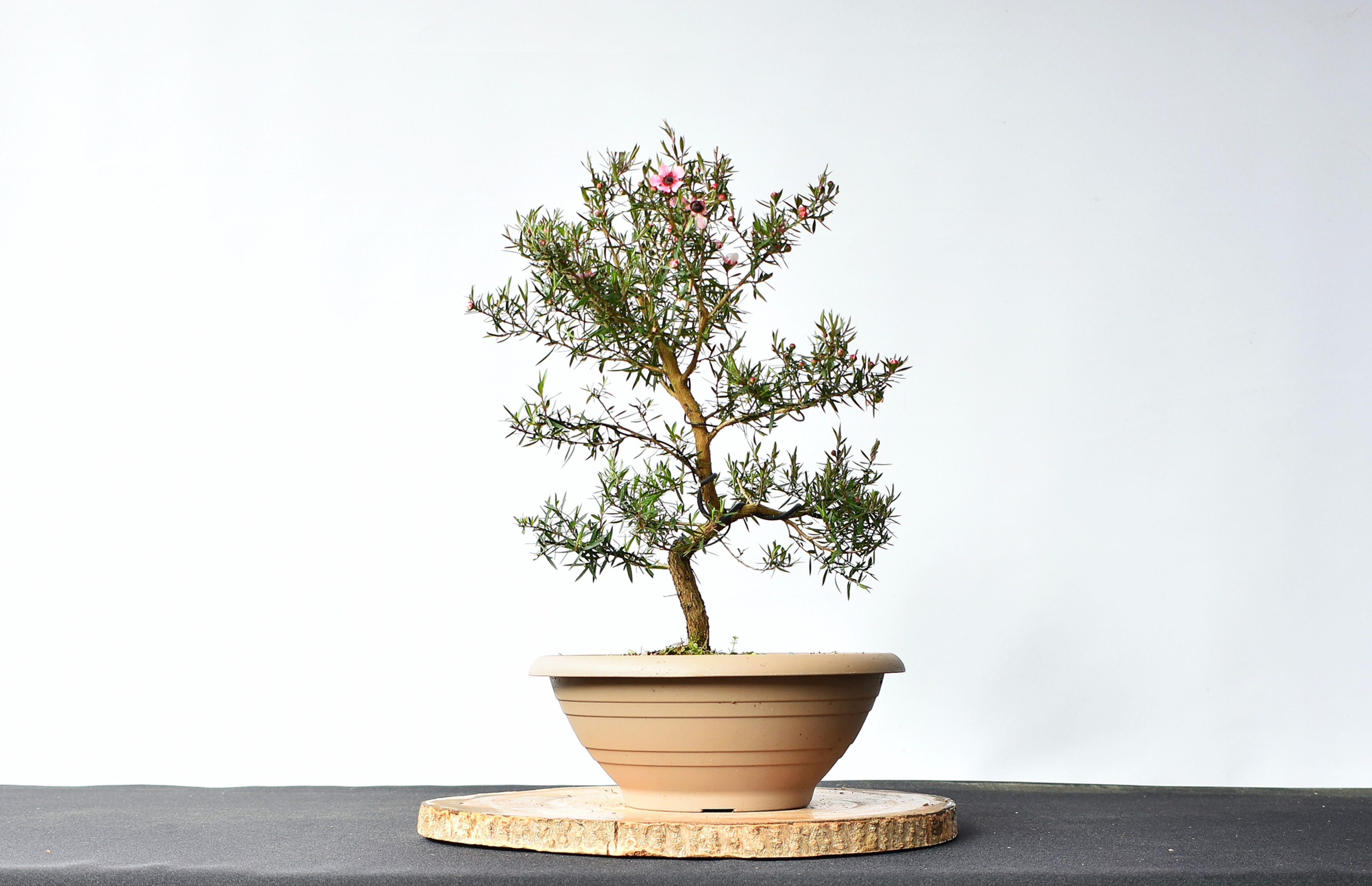 Leptospermum Scoparium