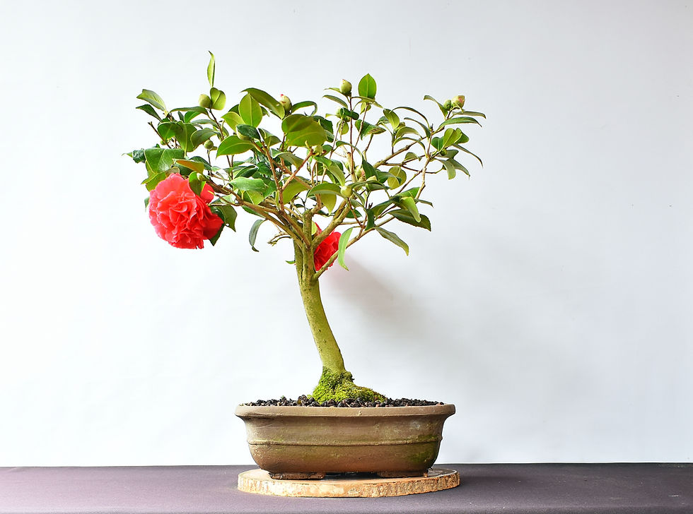 Miniatura: Camelia