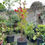 Miniatura: Callistemon