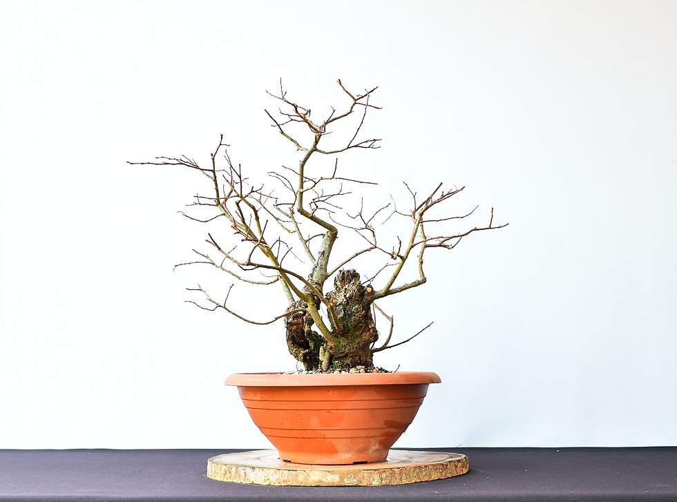 Miniatura: Salix Caprea