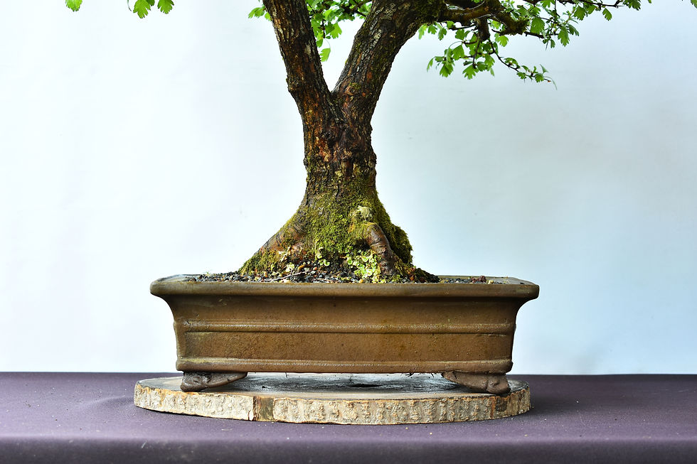 Miniatura: Crataegus Monogyna