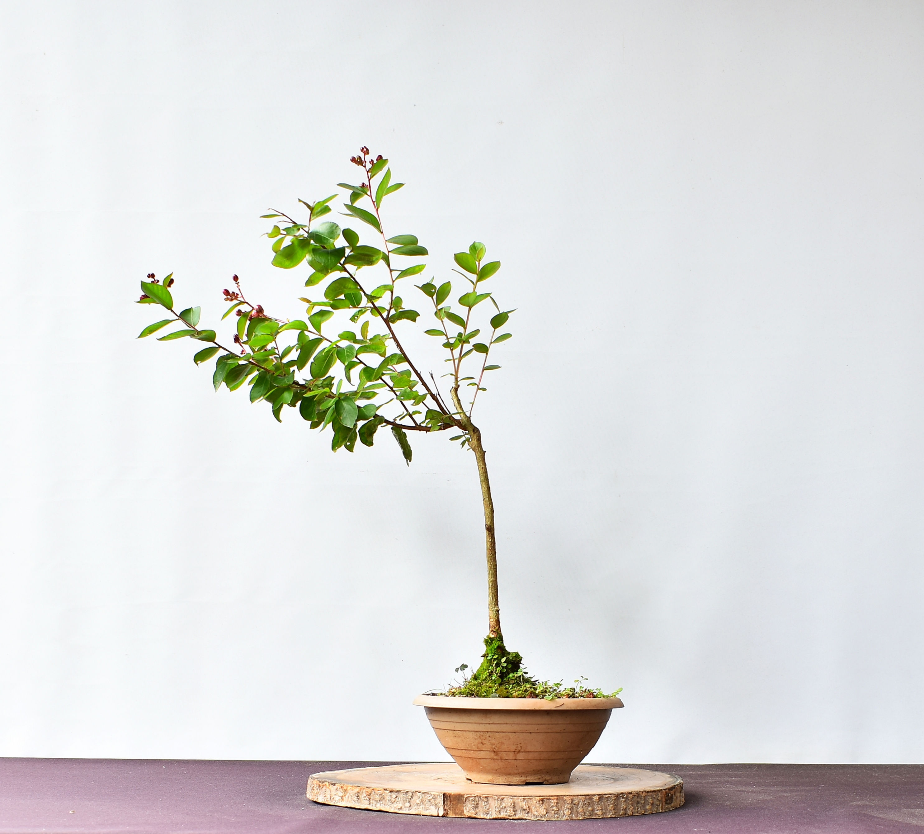 Lagerstroemia Indica