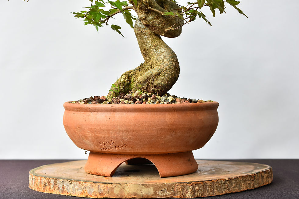 Miniatura: Arce Buergerianum