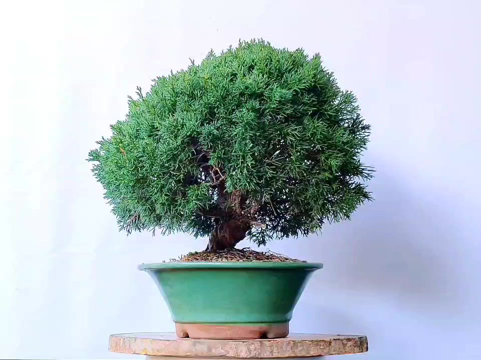 Miniatura: Juniperus Chinensis Itoigawa