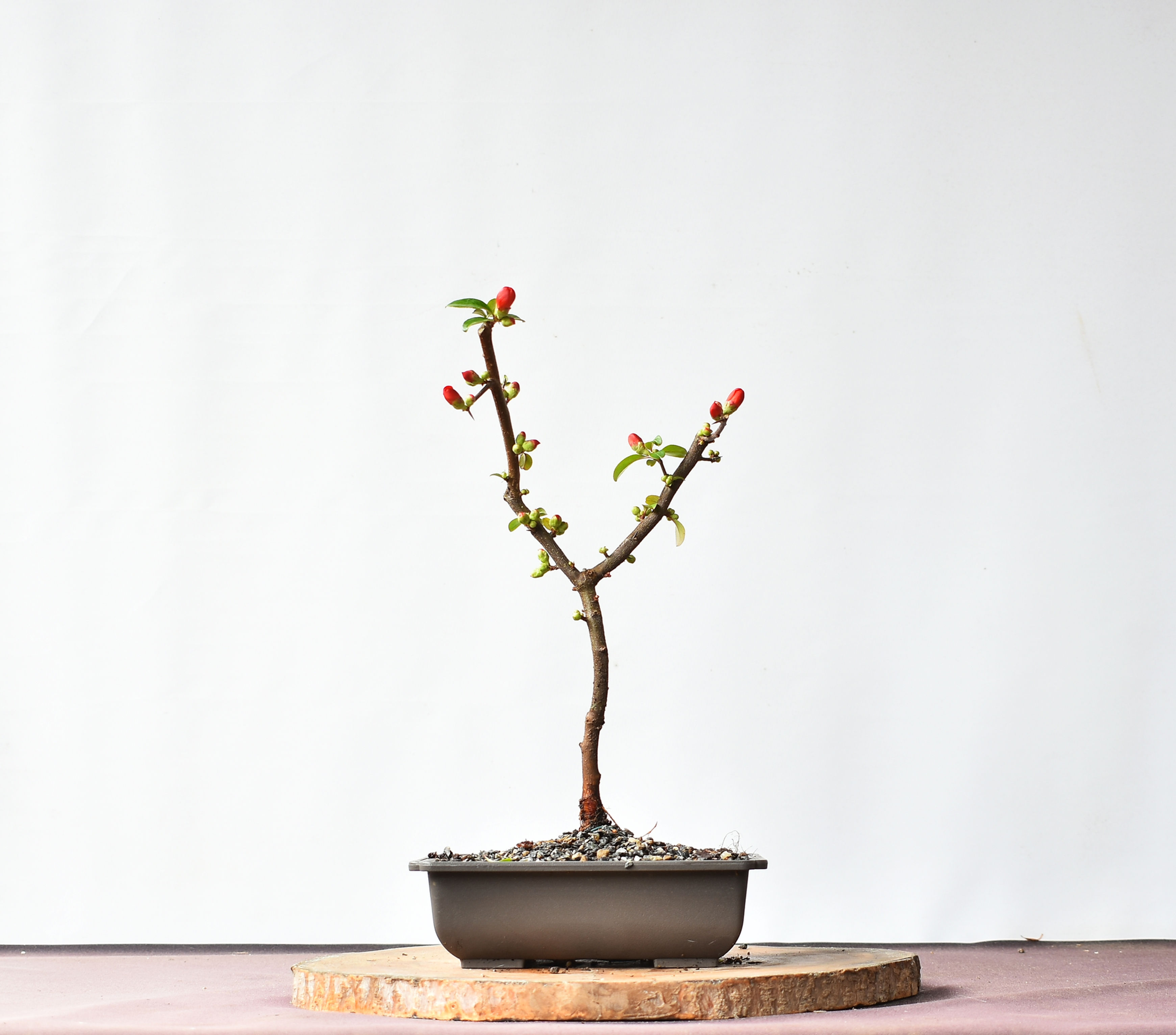 Chaenomeles Japonica