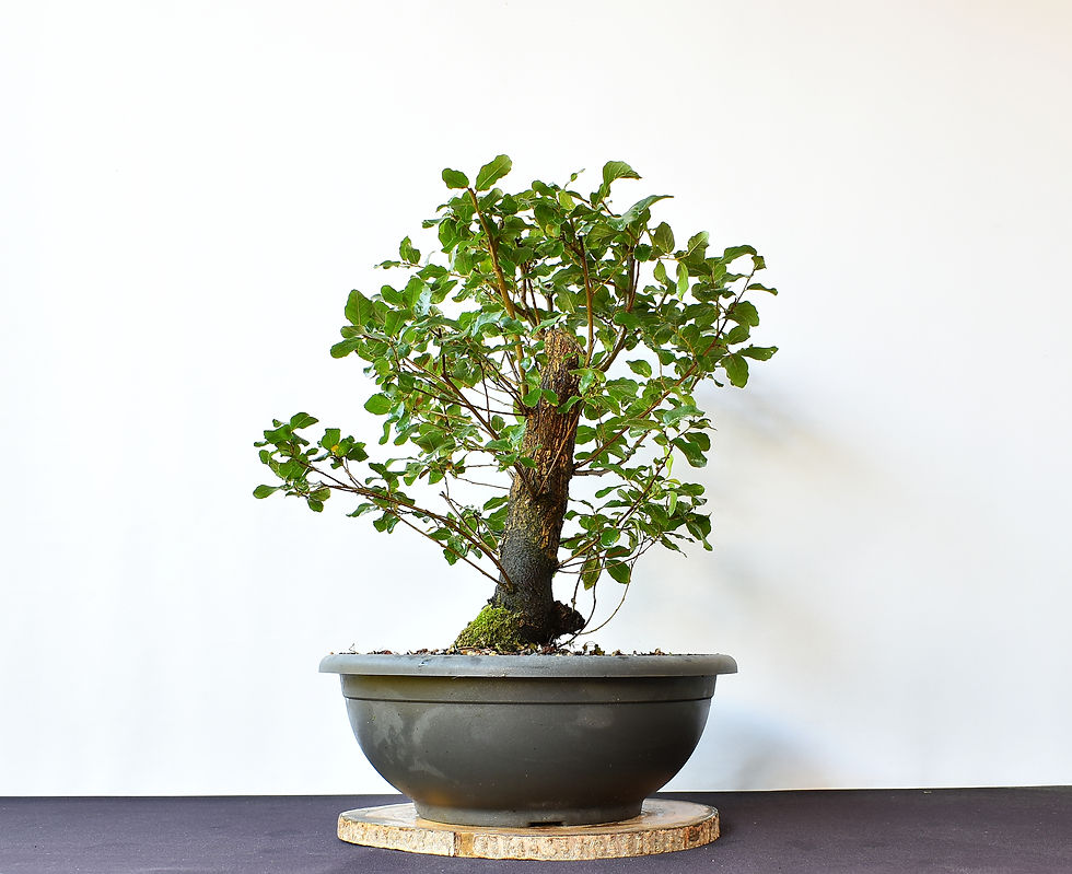 Miniatura: Quercus Suber