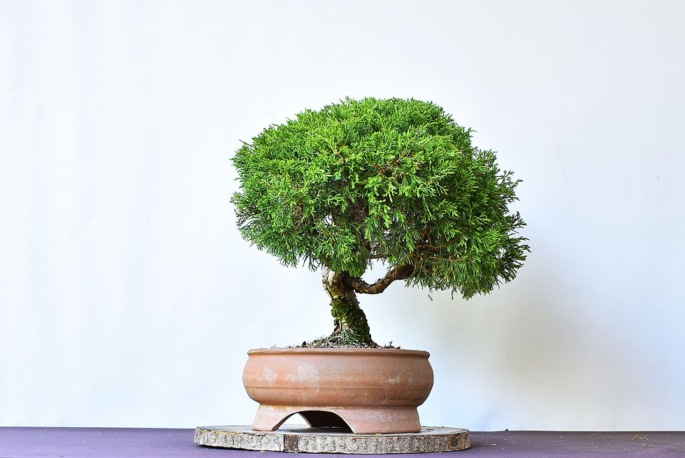 Miniatura: Vista lateral Juniperus Itoigawa