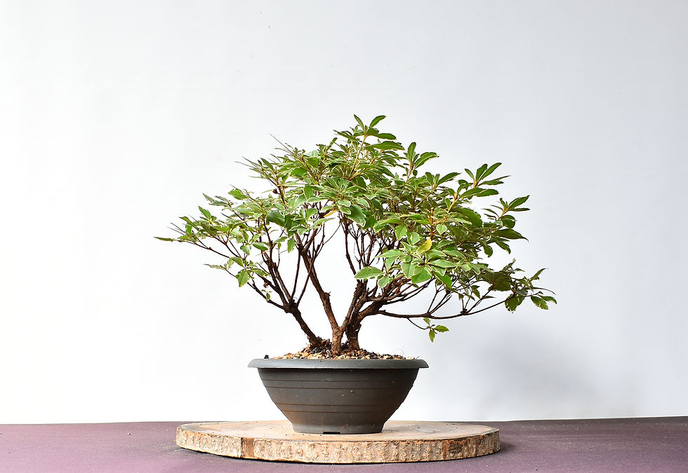 Miniatura: Azalea Variegata
