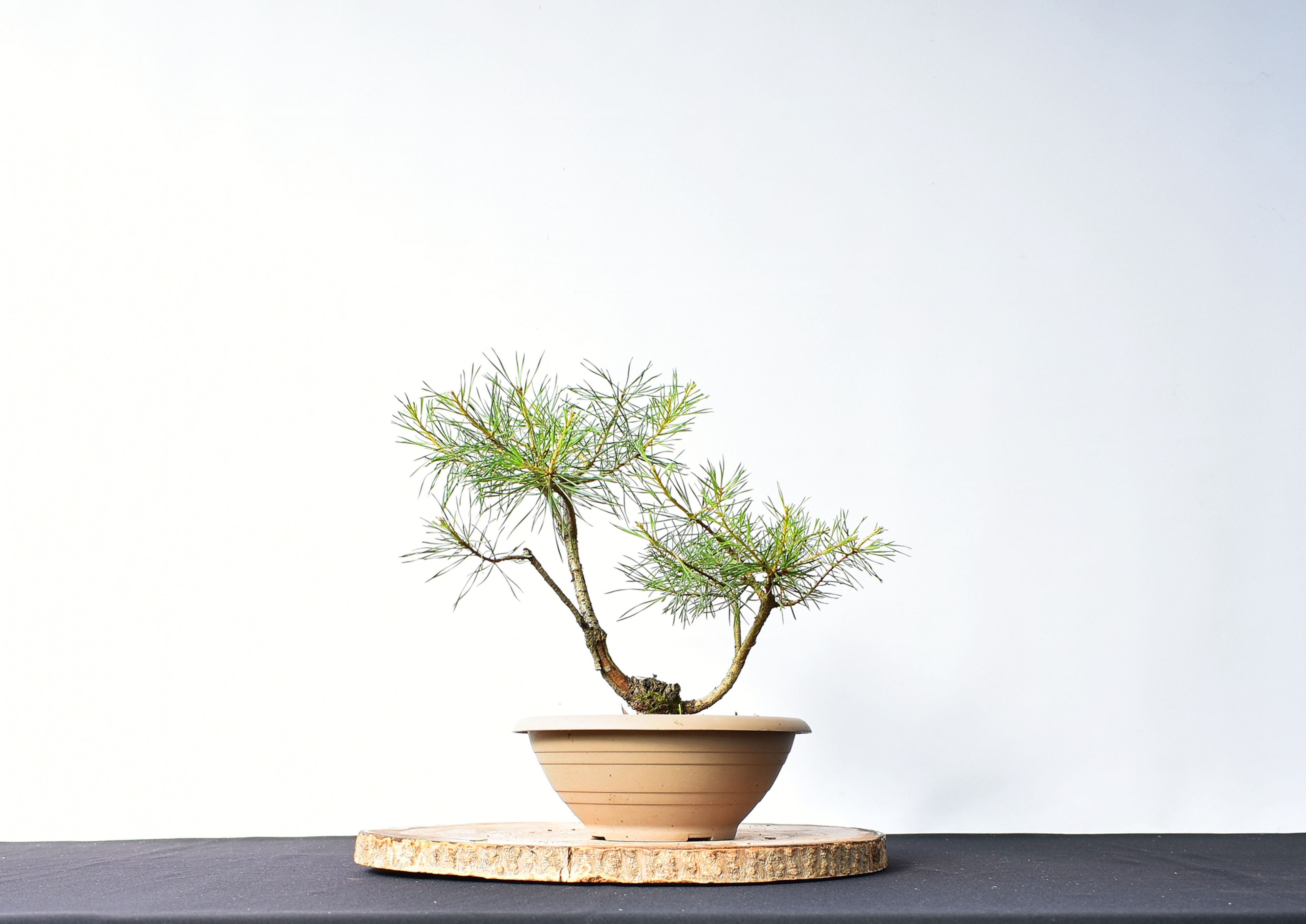 Vista frontal Pinus Sylvestris