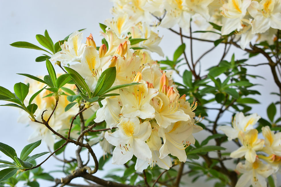 Miniatura: Azalea Persil