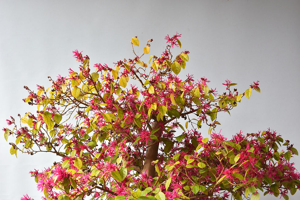 Miniatura: Loropetalum Chinense