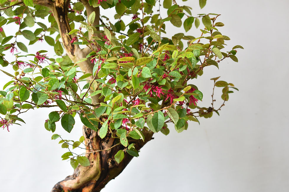 Miniatura: Loropetalum Chinensis