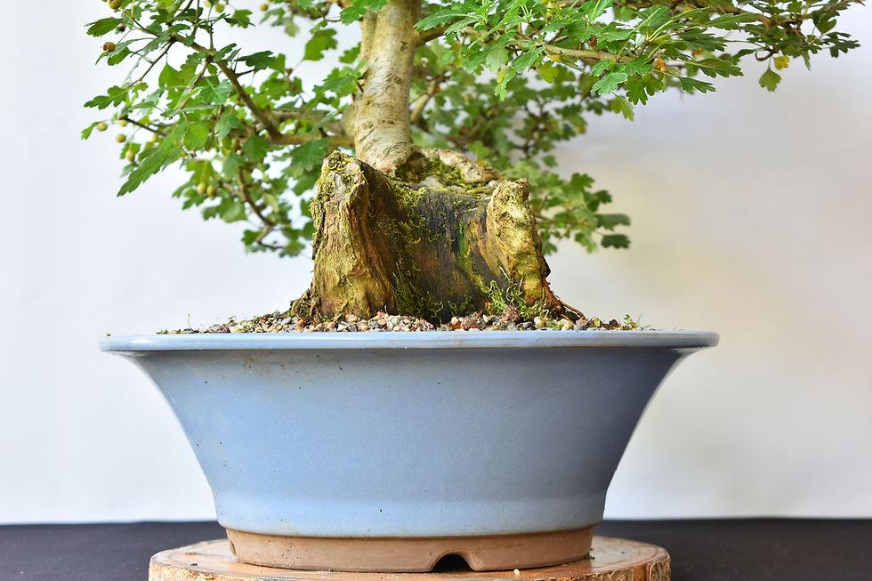 Miniatura: Crataegus Monogyna