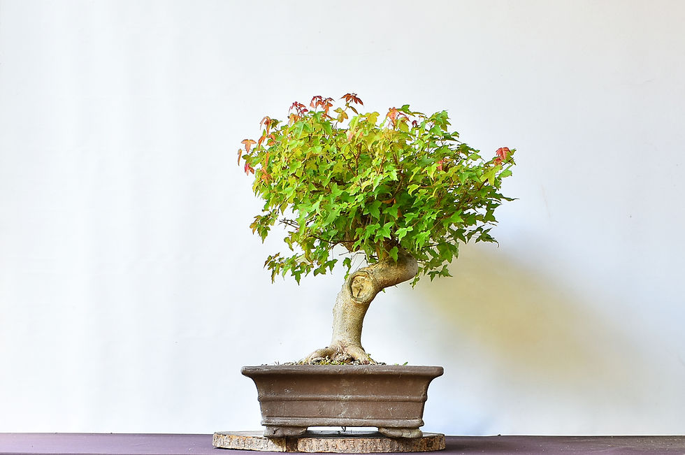 Miniatura: Acer Buergerianum