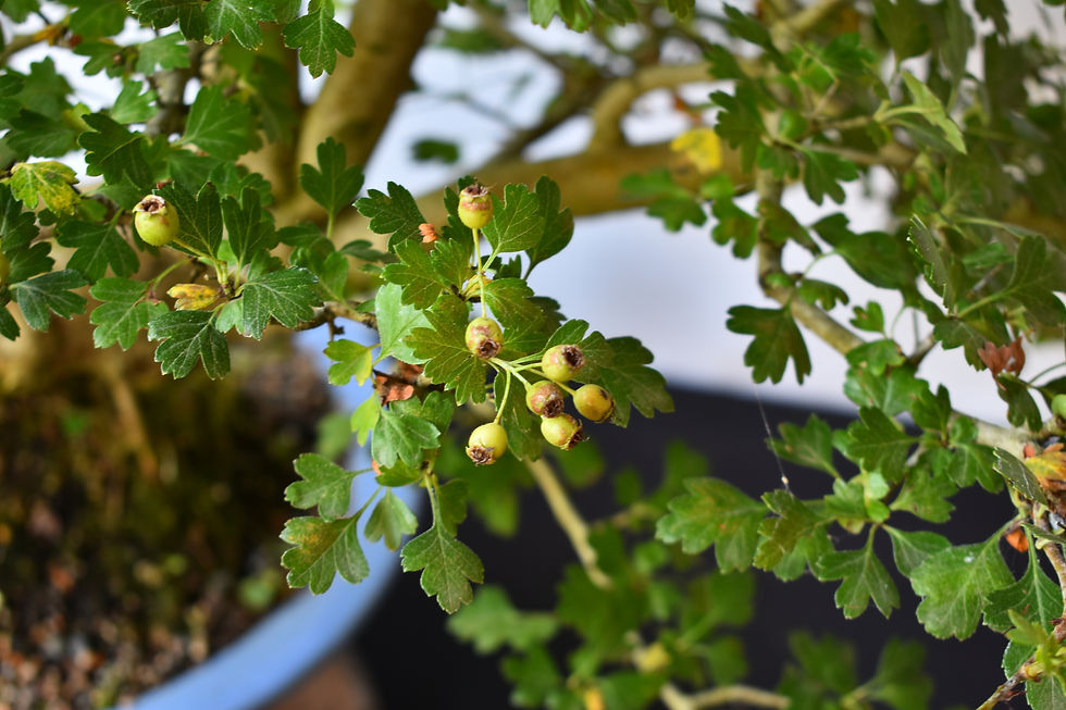 Miniatura: Crataegus Monogyna