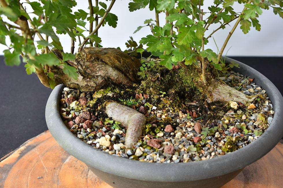 Miniatura: Crataegus Monogyna