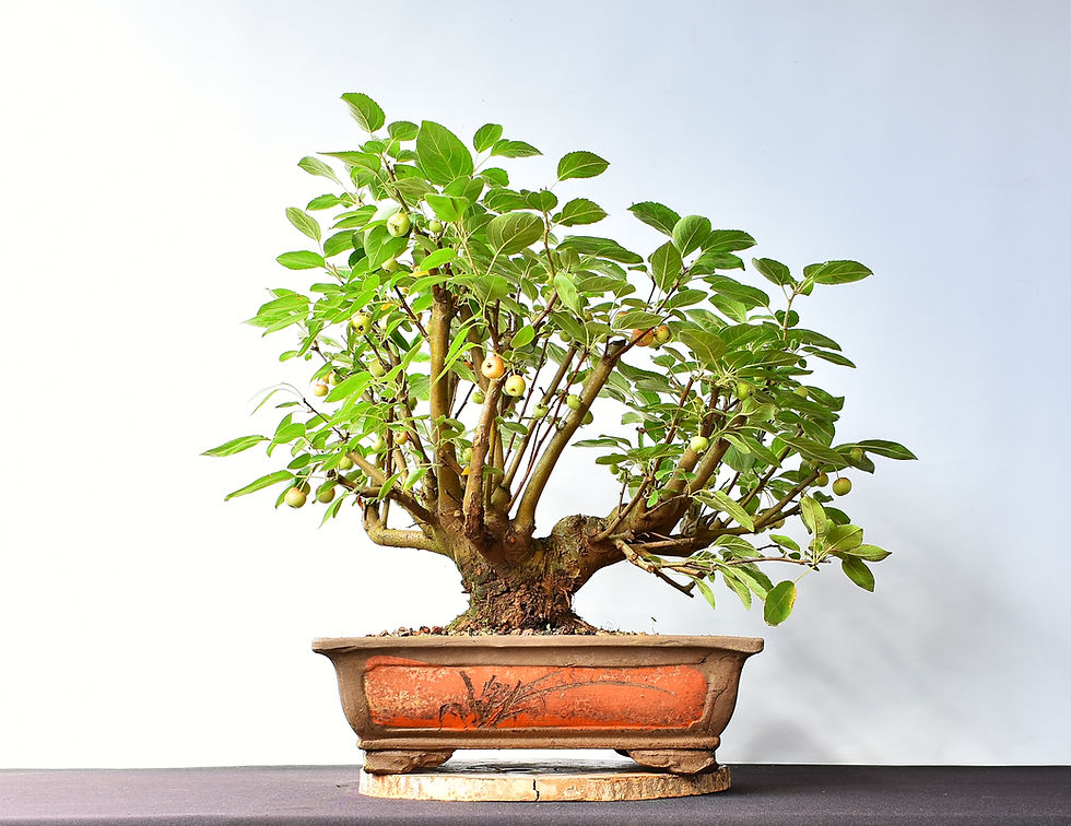 Miniatura: Malus Everest