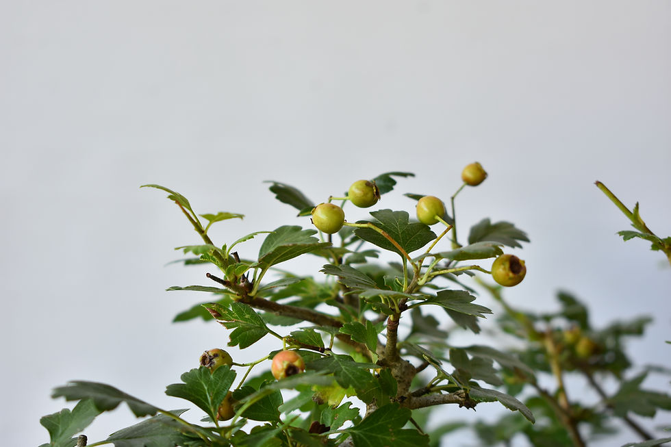 Miniatura: Crataegus Monogyna