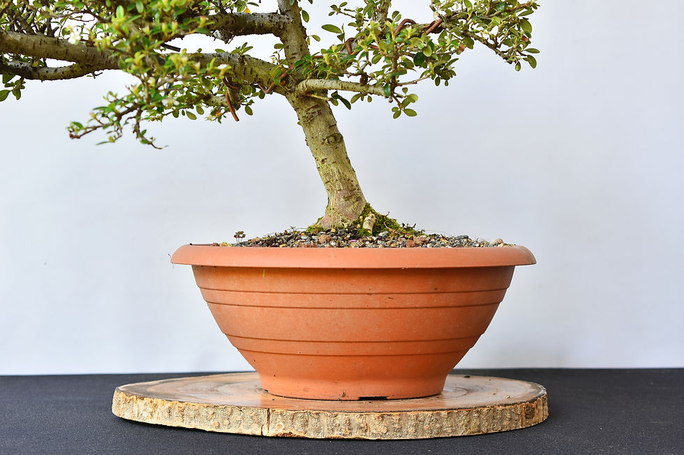 Miniatura: Cotoneaster
