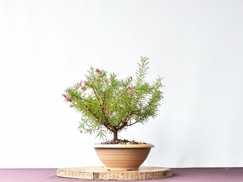 Miniatura: Grevillea Junipera