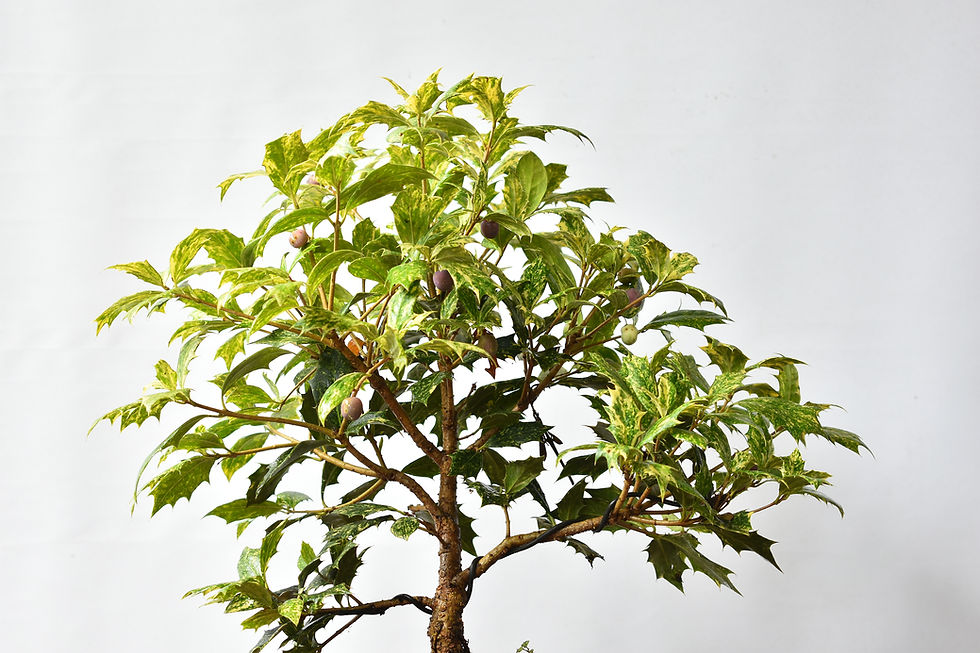 Miniatura: Osmanthus Heterophyllus