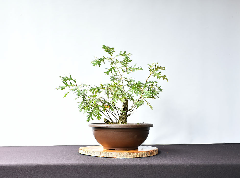 Miniatura: Quercus Robur