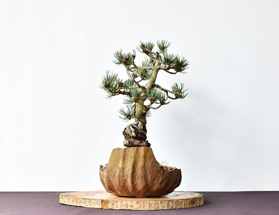 Miniatura: Pinus Pentaphylla