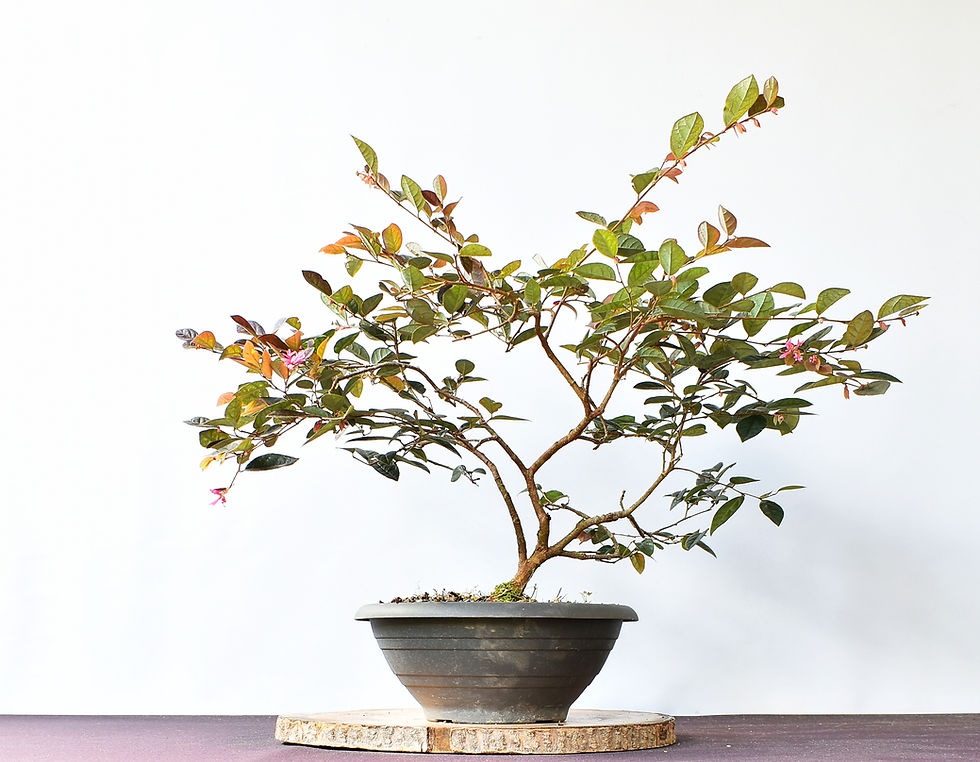 Miniatura: Loropetalum Chinense