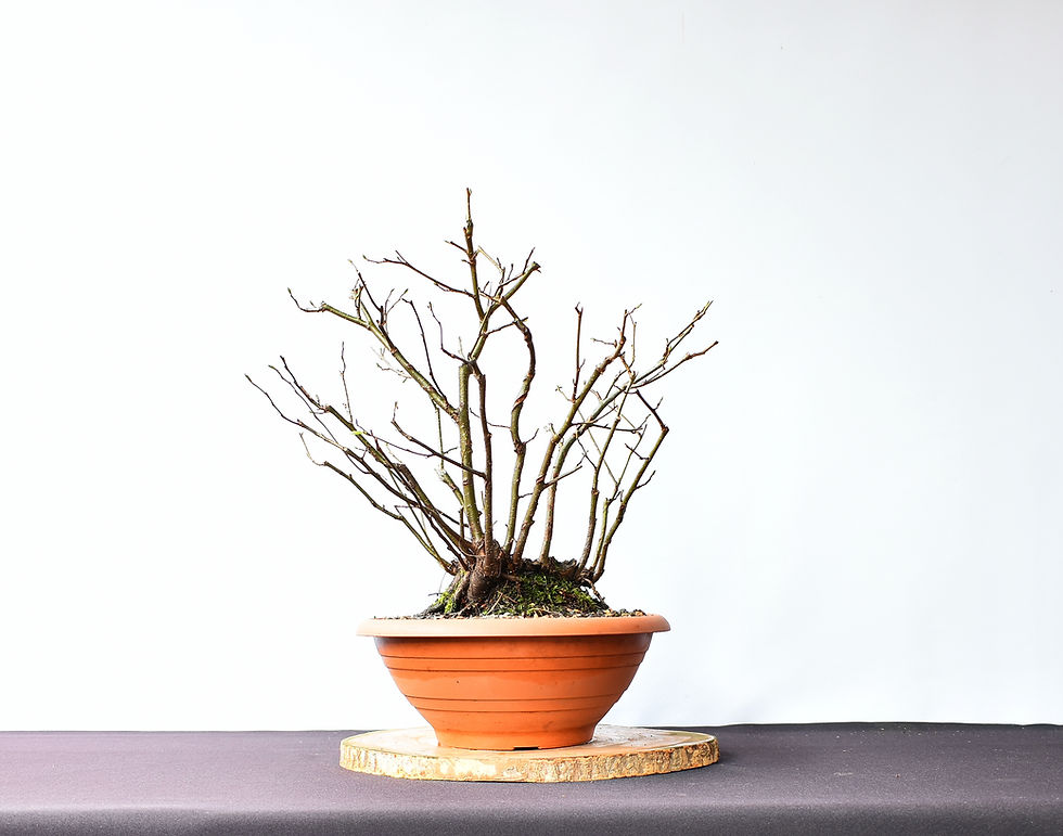 Miniatura: Aliso