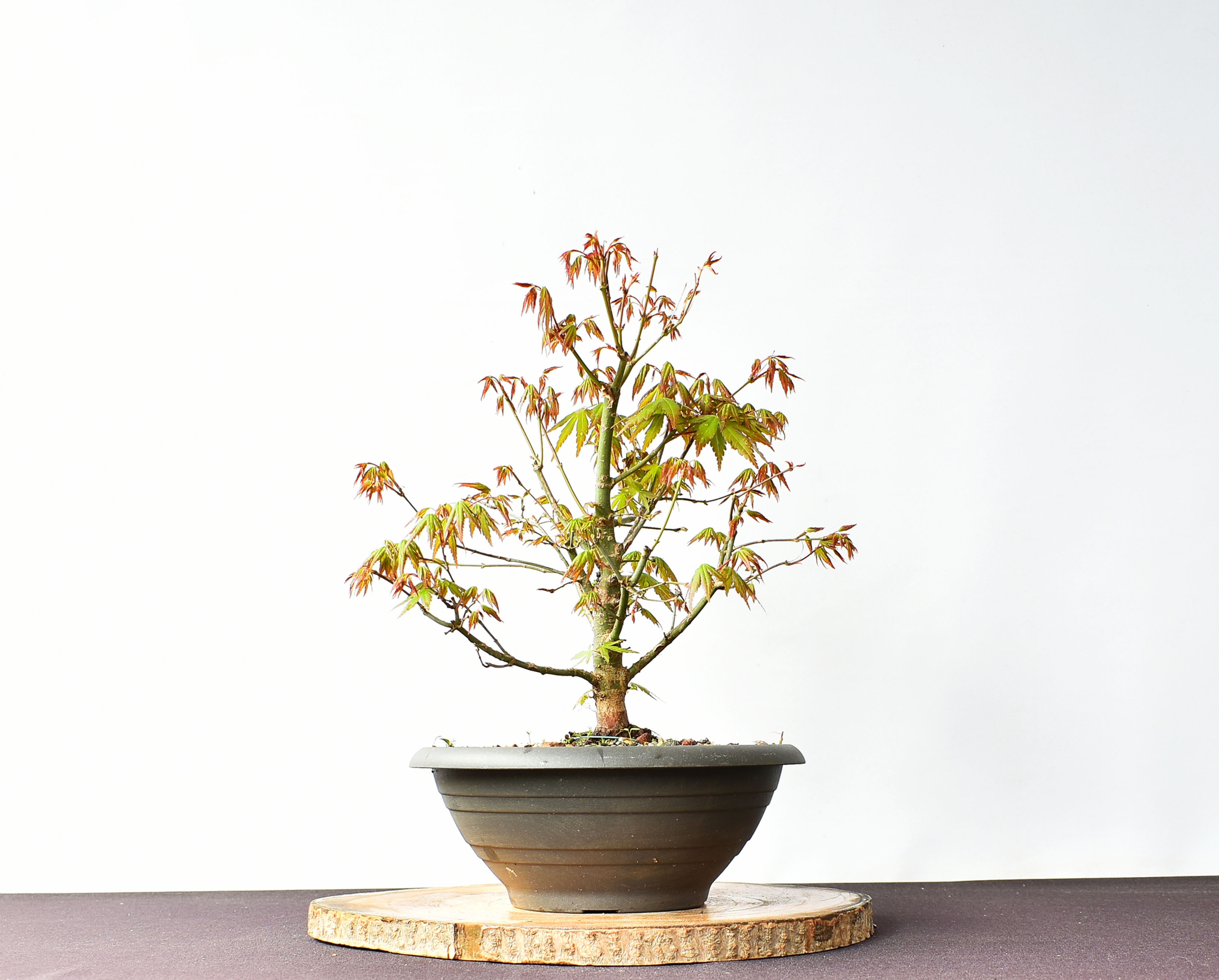 Arce Palmatum Yamamomiji