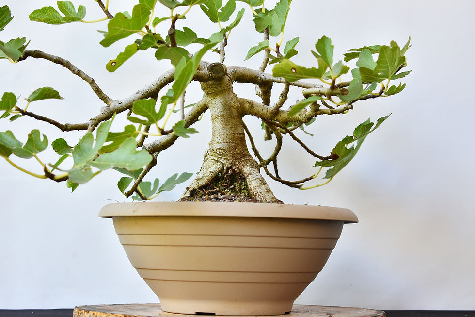 Miniatura: Ficus Carica