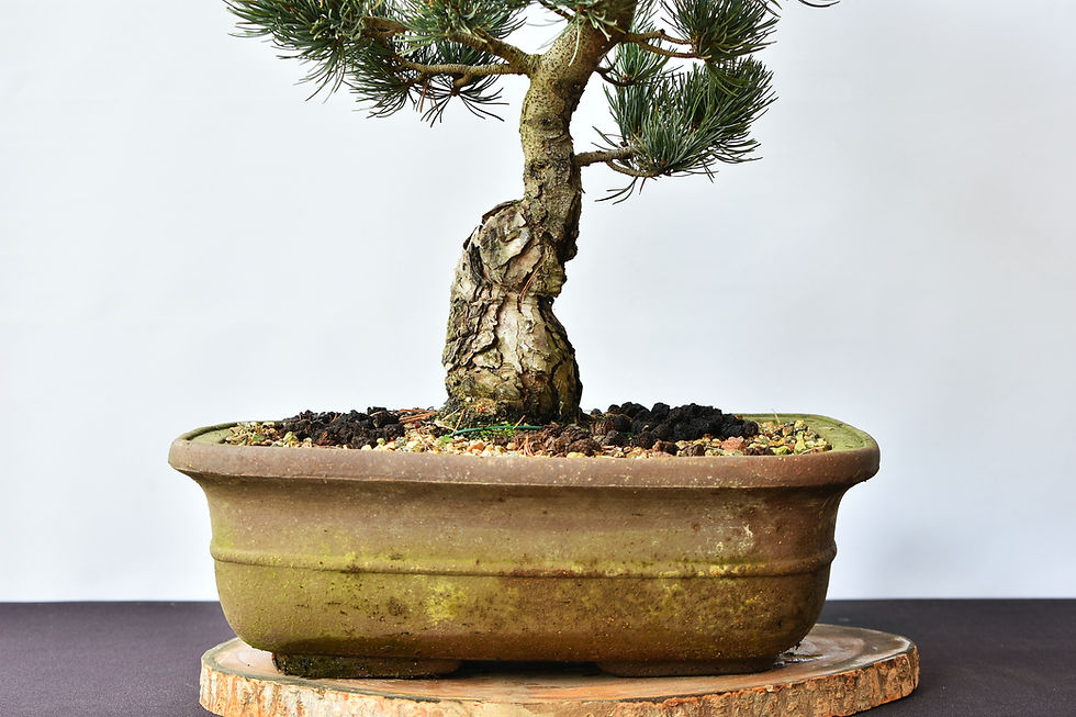 Miniatura: Pinus Pentaphylla
