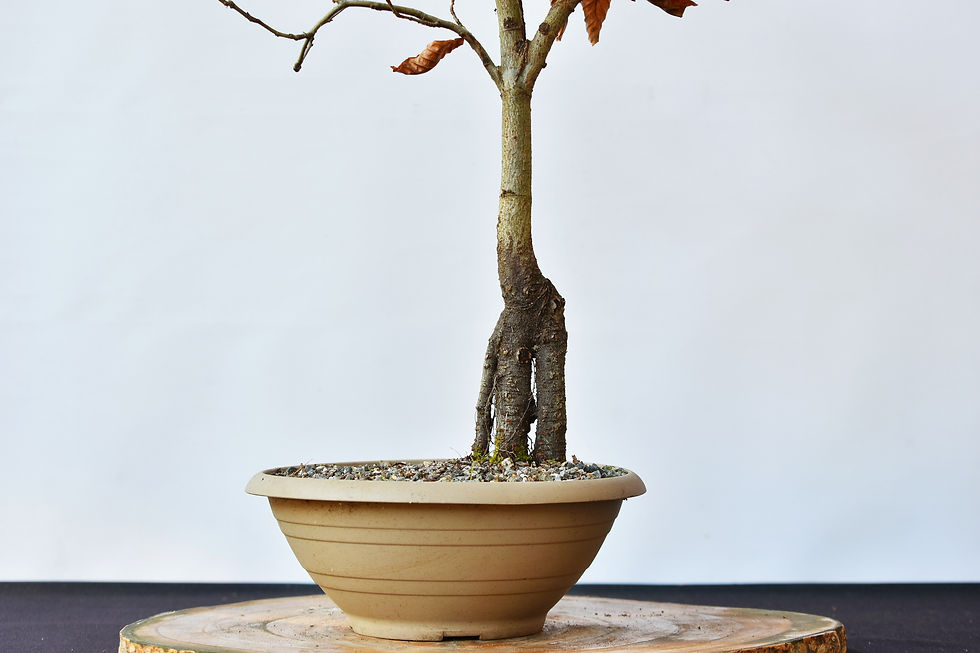 Miniatura: Fagus Sylvatica