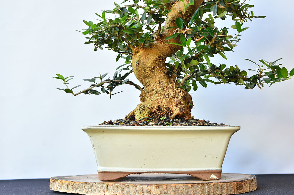 Miniatura: Olea Europaea Sylvestris