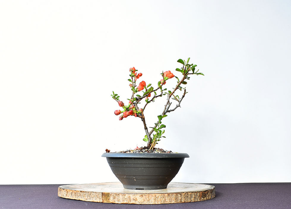 Miniatura: Chaenomeles Japonica