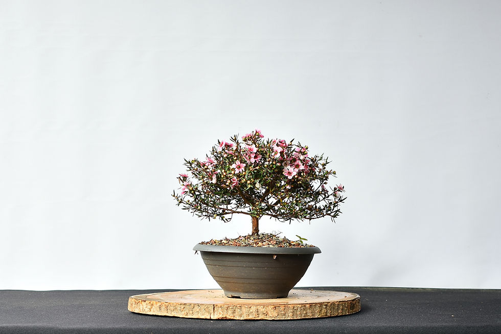 Miniatura: Leptospermum Scoparium