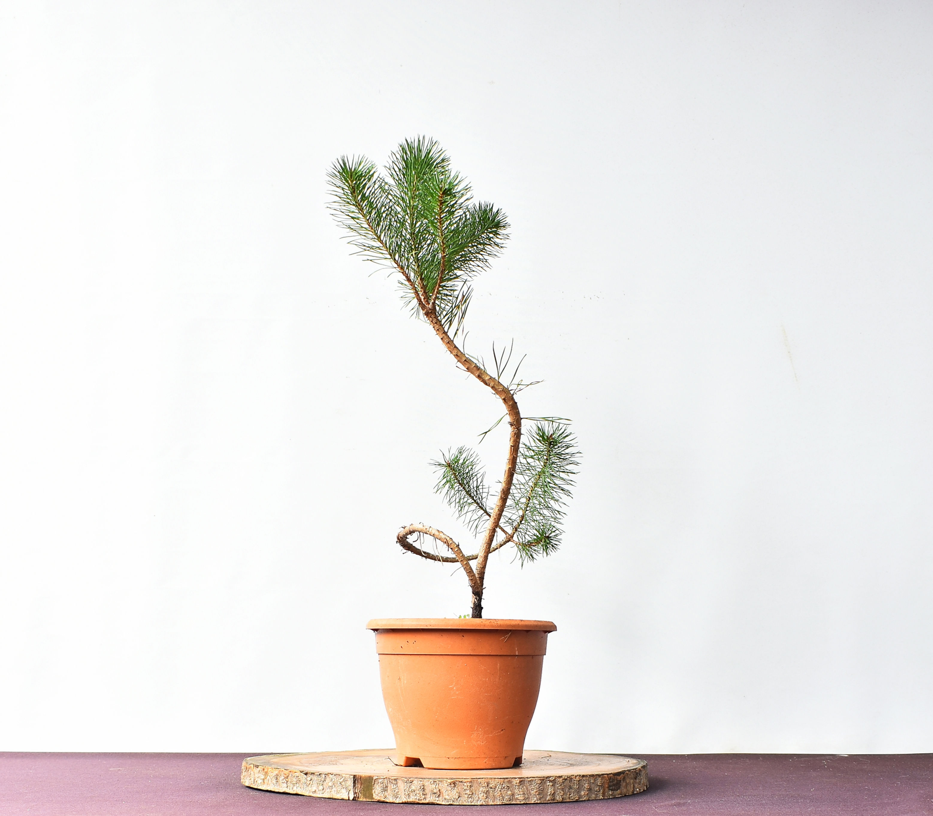 Vista frontal Pinus Sylvestris