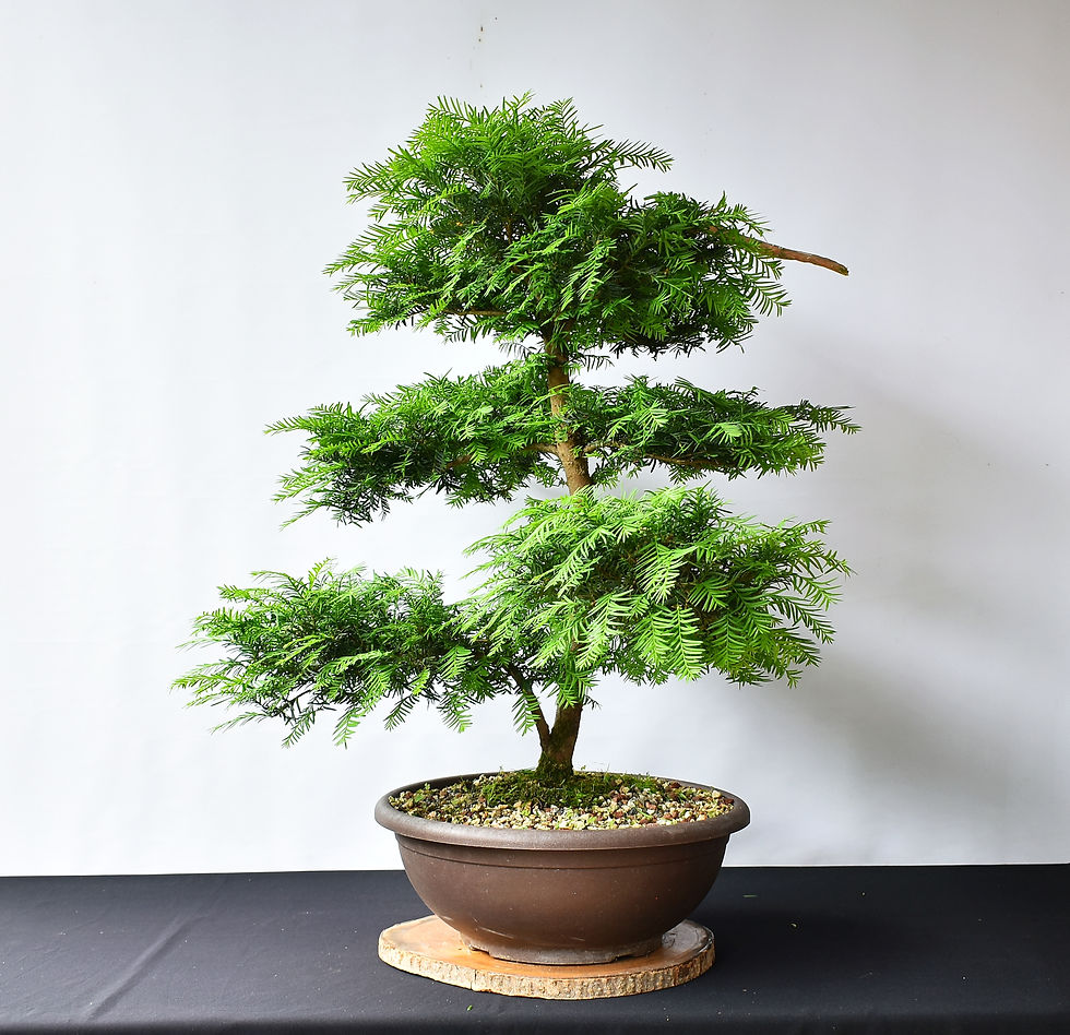 Miniatura: Taxus Baccata