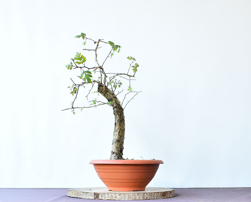 Miniatura: Crataegus Monogyna