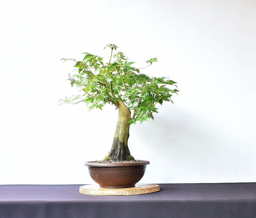 Miniatura: Arce Palmatum Yamamomiji