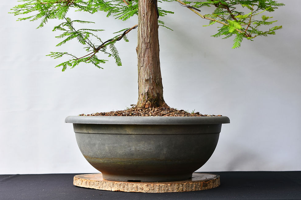 Miniatura: Taxodium Distichum