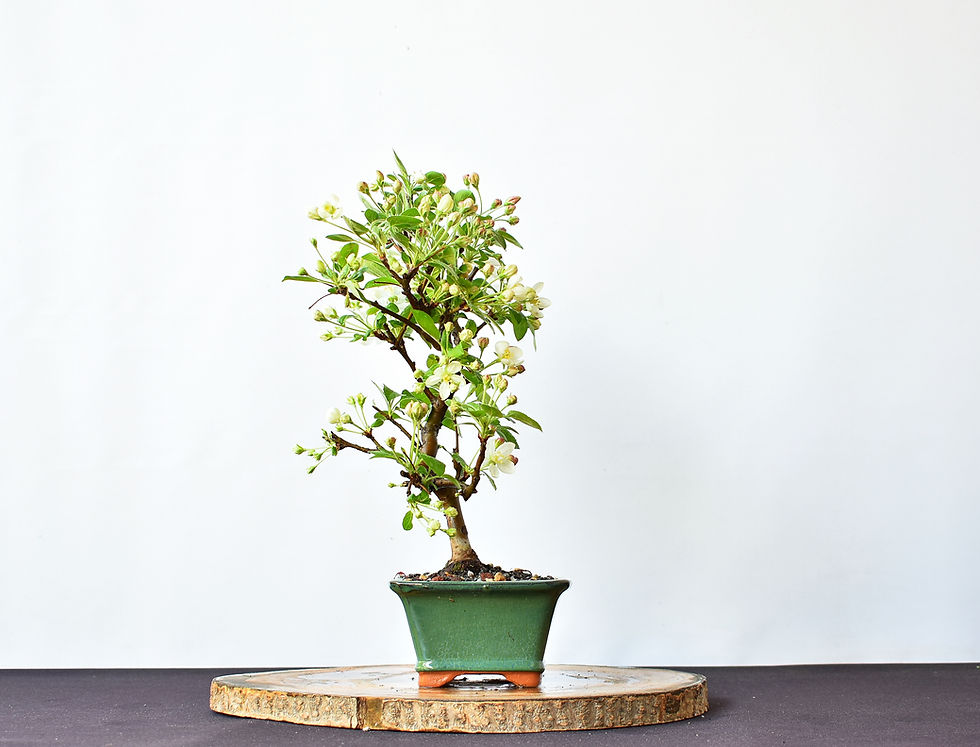 Miniatura: Malus Everest