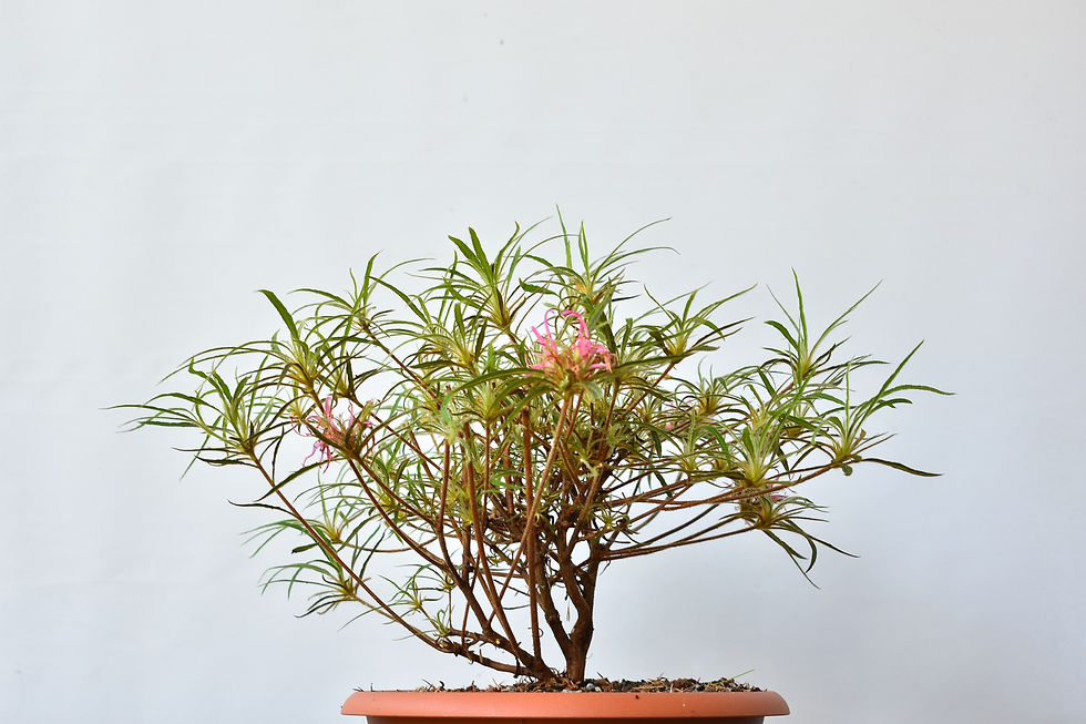 Miniatura: Azalea Spider