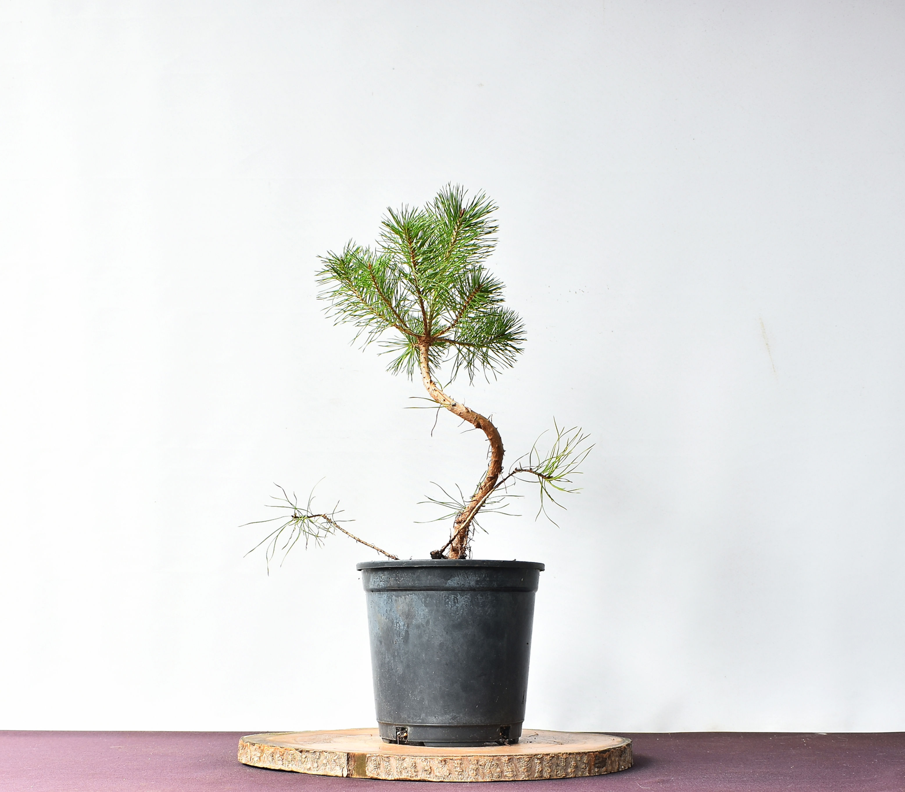 Vista frontal pino silvestre