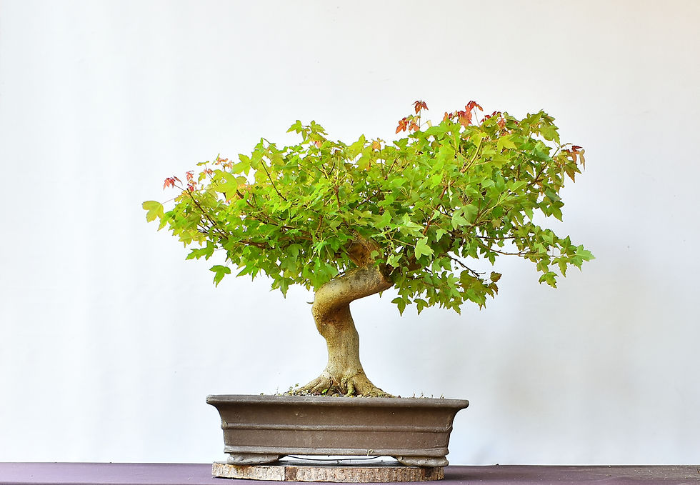Miniatura: Acer Buergerianum