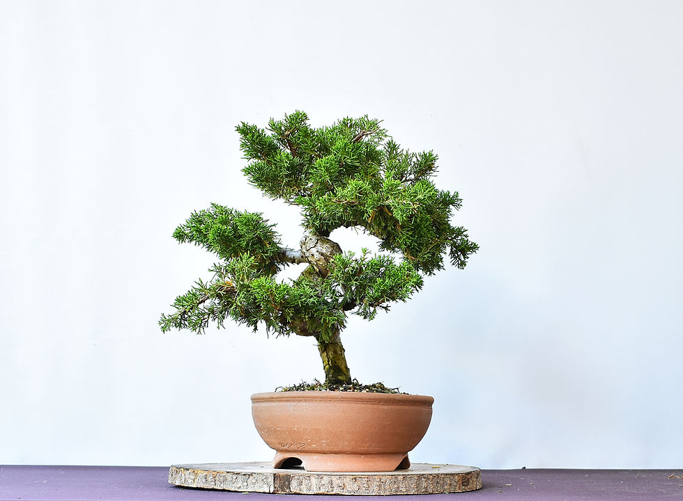 Miniatura: Juniperus Chinensis Itoigawa