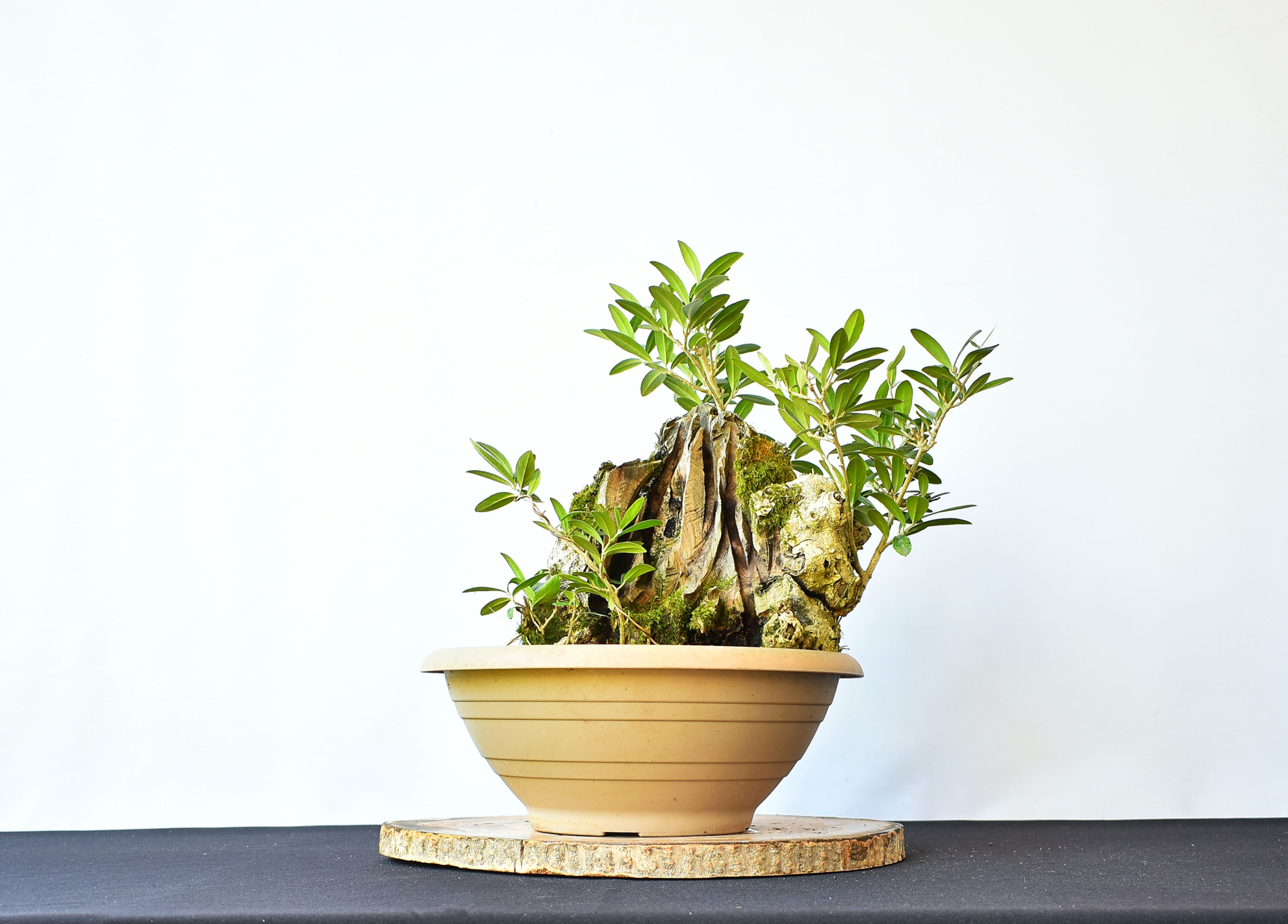 Olea Europaea Acebuche