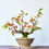 Miniatura: Malus Everest