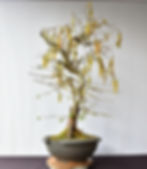 Miniatura: Corylus Avellana Contorta