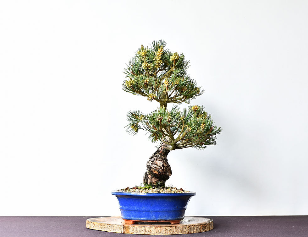 Miniatura: Pinus Pentaphylla
